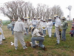 El diseño de esta colmena permite recoger miel directamente en el envase