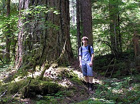 Hiker in the Trapper Creek Wilderness