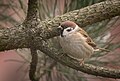 Tree sparrow (33060037018).jpg