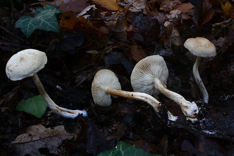 File:Tricholoma album 1645721.jpg