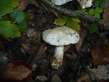 Tricholoma portentosum var. lugdunense (Autriche).