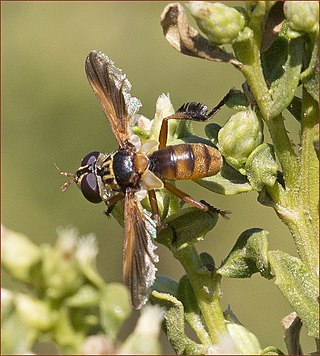 <i>Trichopoda subdivisa</i> Species of fly