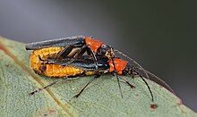 Tricolor Soldier Beetle (Chauliognathus tricolor) (32807583493) .jpg