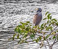 * Nomination Tricolored heron in the Green Cay wetlands --Rhododendrites 04:31, 11 January 2023 (UTC) * Promotion  Support Good quality. --Fabian Roudra Baroi 05:16, 11 January 2023 (UTC)