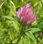 Trifolium táptalaj kz1.jpg