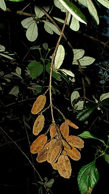 Trigonia nivea Cambess. var. pubescens (Cambess.) Lleras - Flickr - Alex Popovkin, Bahia, Brazil (9).jpg