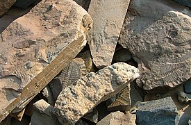 Links: Tonsteinplatten mit Trilobiten (vermutlich alles Ogygopsis klotzi) aus den Trilobite beds. Die Stücke sind nicht zusammengetragen, das Gestein ist tatsächlich so fossilreich. Rechts: Weitgehend vollständige Exuvie (die freien Wangen fehlen) von Ogygopsis klotzi aus den Trilobite beds.