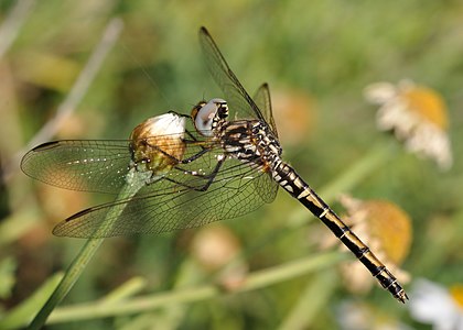 ♀ Trithemis arteriosa (Red-veined Dropwing)