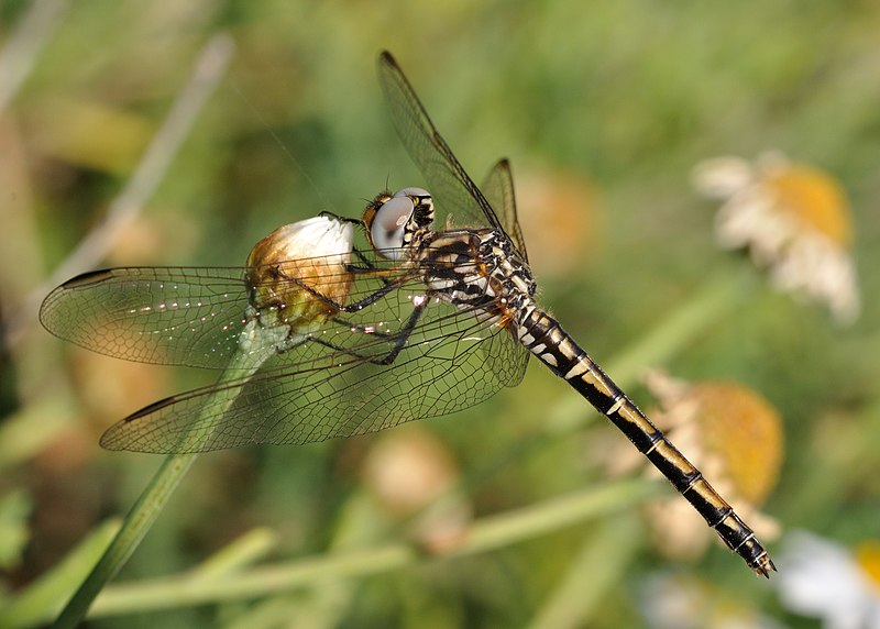 File:Trithemis arteriosa qtl3.jpg