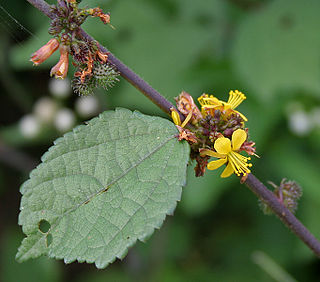 <i>Triumfetta</i> Genus of flowering plants