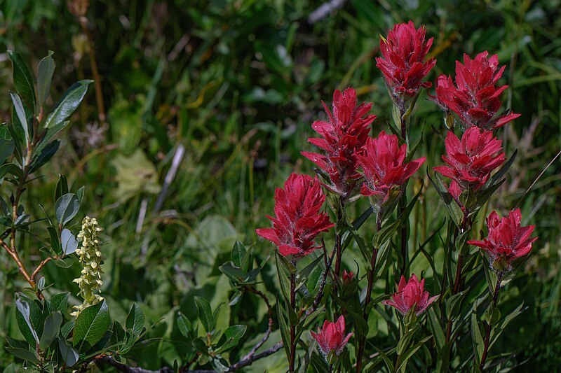 File:Trophy Mtn flower meadows - 10 days past full bloom (at least 2 weeks early) - Bog Orchid (habenaria spp.) and Paintbrush (Castilleja miniata) - (19846662061).jpg