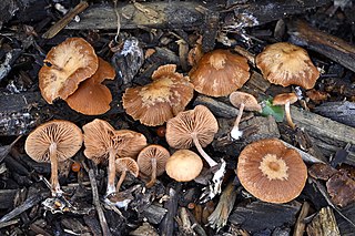 <i>Tubaria furfuracea</i> Species of fungus