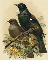 Tui adult and young.jpg