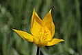 Tulipa sylvestris - panoramio (3).jpg