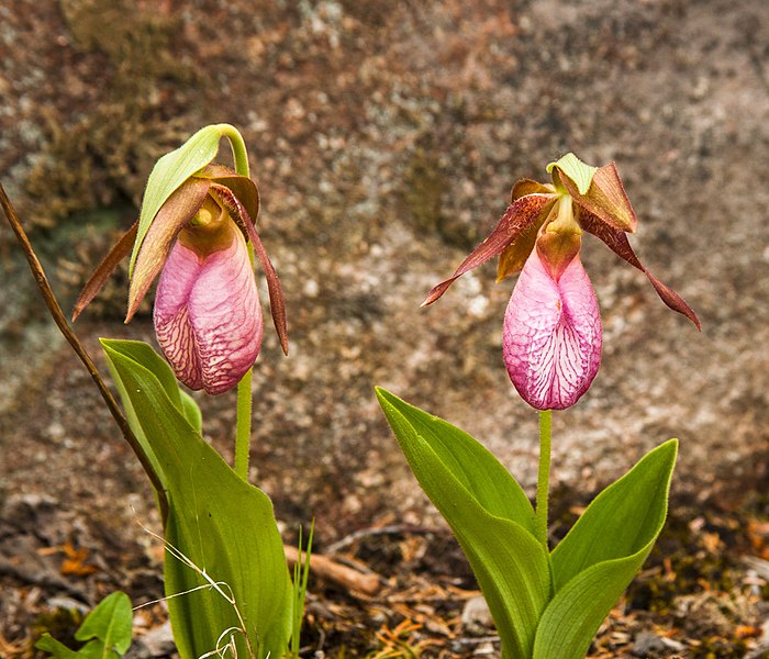 File:Two Lady Slippers (14334083635).jpg