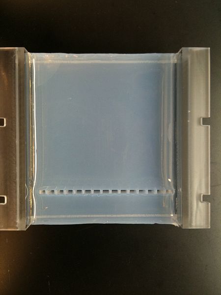 File:Two percent Agarose Gel in Borate Buffer cast in a Gel Tray (Top).jpg