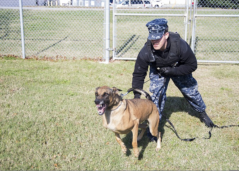 File:U.S. Navy Master-at-Arms 2nd Class Rhyan Belisle, assigned to Naval Station Norfolk Security Military Working Dogs Unit, handles military working dog Kyra during explosives detection training at the station 131113-N-KE519-022.jpg