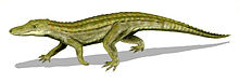 Uberabasuchus BW.jpg