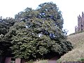 The Mound elm, Edinburgh