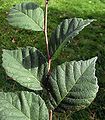 Ulmus lamellosa leaves2.jpg