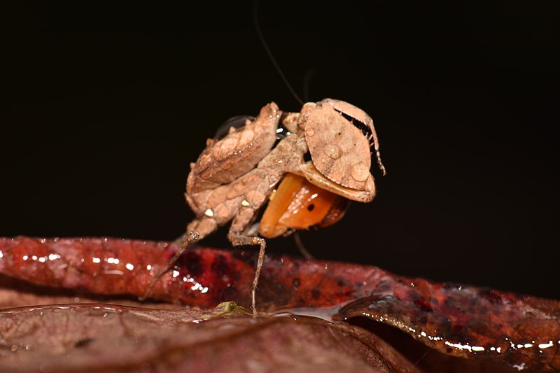 File:Unicorn Boxer Mantis - Hestiasula brunneriana 47.jpg