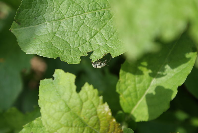 File:Unidentified insects in Belarus 02.JPG