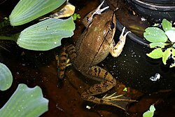 Vaillant's frog - Flickr - GregTheBusker (2).jpg