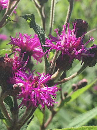 <i>Vernonia missurica</i> Species of flowering plant in the family Asteraceae