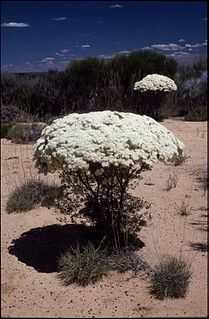 <i>Verticordia brownii</i> Species of plant