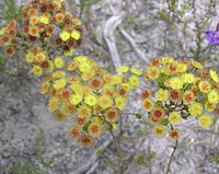 Verticordia subulata