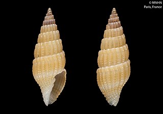 <i>Vexillum epigonus</i> Species of gastropod