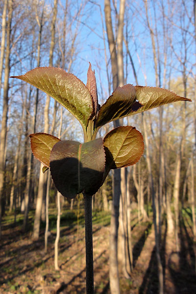 File:Viburnum lentago 01546.jpg