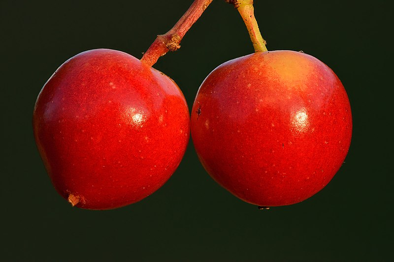 File:Viburnum opulus fruits close-up - Keila.jpg