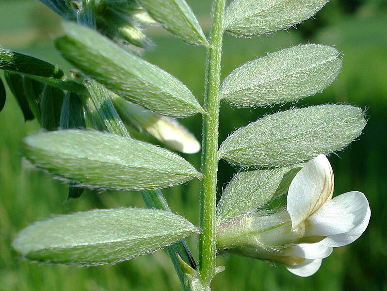 File:Vicia pannonica W.jpg