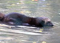 Vielfraß (Gulo gulo), Tierpark Hellabrunn, München