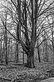 Vierhouterbos (Staatsbosbeheer). Natuurbos bij Vierhouten. (Vrijstaande beuk)