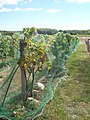 Vines Marthas Vineyard AVA.jpg