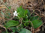 Thumbnail for Viola primulifolia
