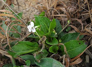 <i>Viola primulifolia</i> species of plant