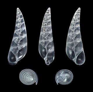 <i>Vitreolina philippi</i> Species of gastropod