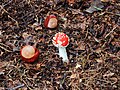 * Nomination Amanita muscaria. Hoed smaller than chestnut.-- Famberhorst 16:03, 15 October 2013 (UTC) * Decline Bit unsharp. --Mattbuck 19:43, 22 October 2013 (UTC)