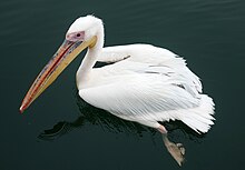 Walvis Bay-Pelecanus onocrotalus (2).jpg