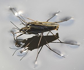 The water strider, a common freshwater neuston Wasserlaufer bei der Paarung crop.jpg