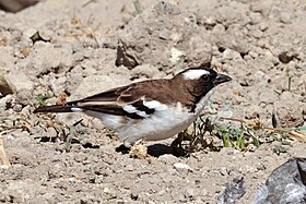 White-browed sparrow-weaver (Plocepasser mahali melanorhynchus) male.jpg