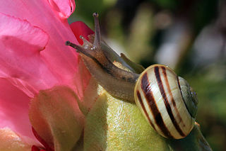 White-lipped snail Species of gastropod