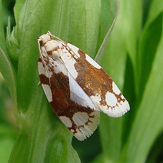 <i>Argyrotaenia alisellana</i> Species of moth