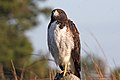 White-tailed Hawk (Geranoaetus albicaudatus) (8077680716).jpg