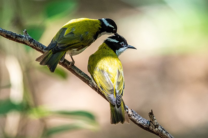 File:White-throated honeyeater (cropped).jpg