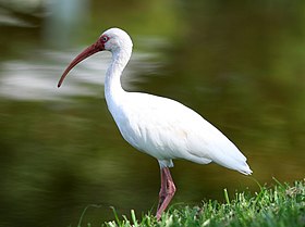 White Ibis in Florida.jpg
