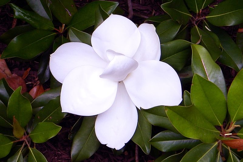 File:White Magnolia.jpg